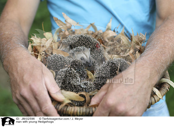man with young Hedgehogs / JM-02596