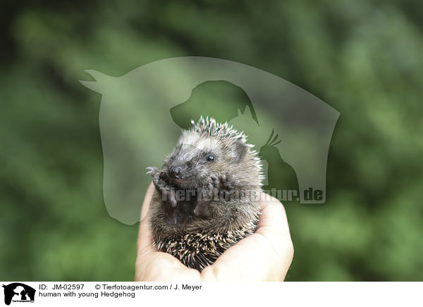 Mensch mit jungem Igel / human with young Hedgehog / JM-02597