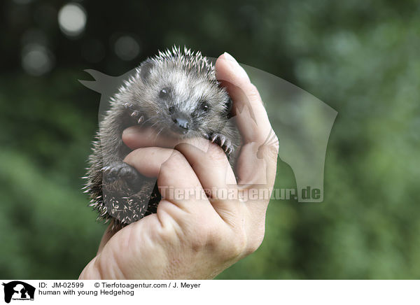 Mensch mit jungem Igel / human with young Hedgehog / JM-02599