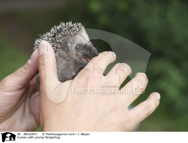Mensch mit jungem Igel / human with young Hedgehog / JM-02601