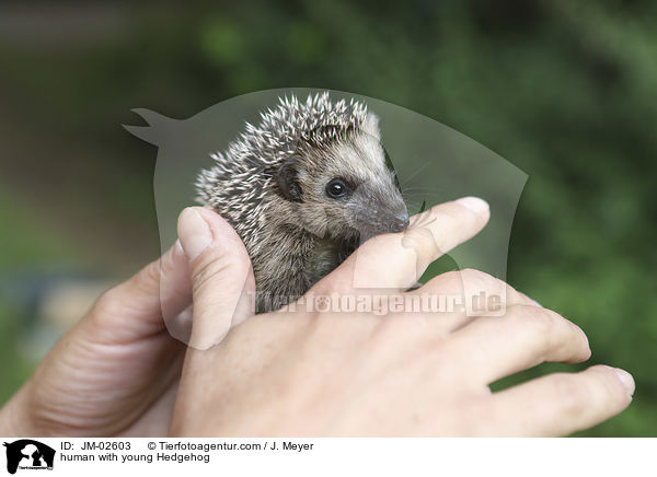 Mensch mit jungem Igel / human with young Hedgehog / JM-02603