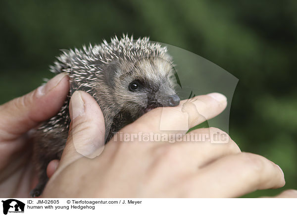 Mensch mit jungem Igel / human with young Hedgehog / JM-02605