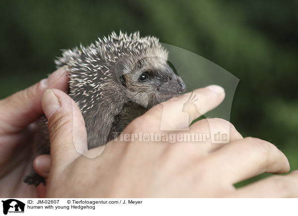 Mensch mit jungem Igel / human with young Hedgehog / JM-02607