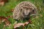 hedgehog