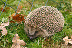 hedgehog