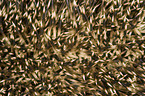 hedgehog prickles