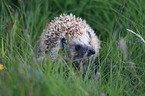 hedgehog