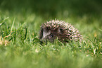 young hedgehog