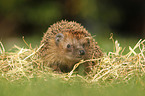hedgehog