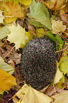 hedgehog