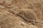 hedgehog