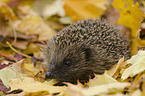 hedgehog