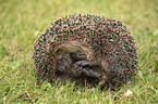 Hedgehog lies in the meadow