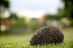 Hedgehog lies in the meadow