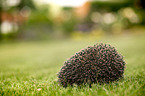 Hedgehog lies in the meadow