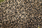 Spines of a hedgehog