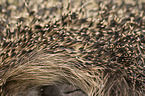 Spines of a hedgehog