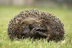 Hedgehog lies in the meadow