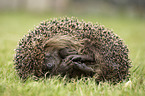 Hedgehog lies in the meadow