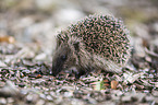 sitting Hedgehog