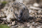 sitting Hedgehog