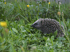 Hedgehog in the meadow