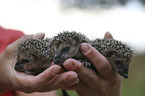 human with young Hedgehogs