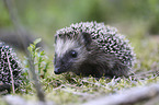 young Hedgehog