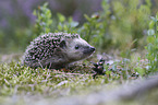 young Hedgehog