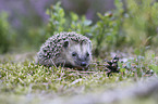 young Hedgehog