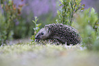 young Hedgehog