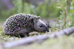 young Hedgehog