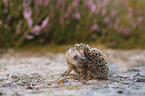 young Hedgehog