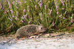 young Hedgehog