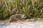 young Hedgehog