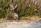 young Hedgehog