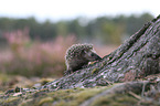 young Hedgehog