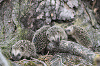 young Hedgehogs