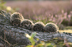 young Hedgehogs