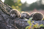 young Hedgehogs
