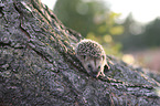 young Hedgehog