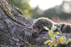 young Hedgehogs