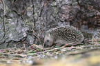 young Hedgehog