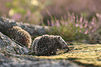 young Hedgehogs