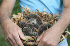 man with young Hedgehogs
