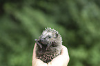 human with young Hedgehog