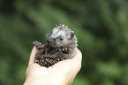 human with young Hedgehog