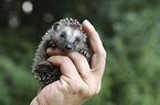 human with young Hedgehog