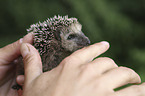 human with young Hedgehog