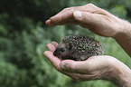 human with young Hedgehog